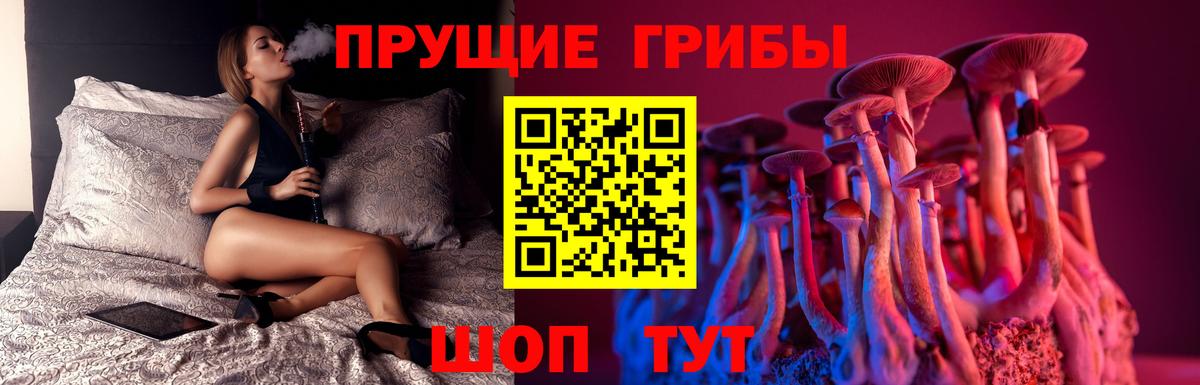 Псилоцибиновые грибы Psilocybe Тамбов